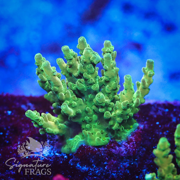 Oddball Latistella
