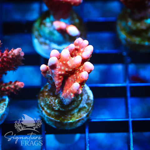 Tropicana Anacropora