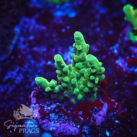 Oddball Latistella