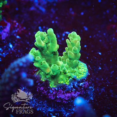 Oddball Latistella