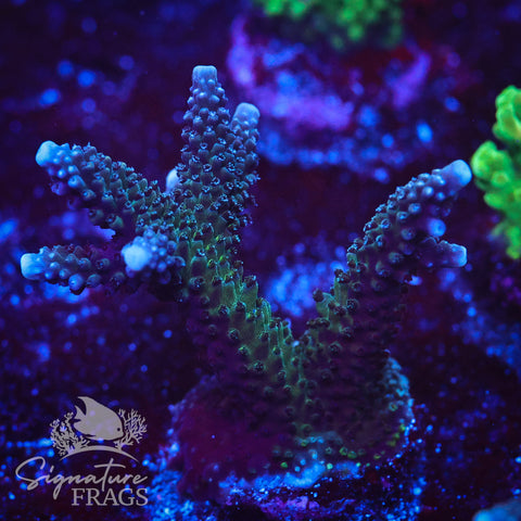 Blue Stag
