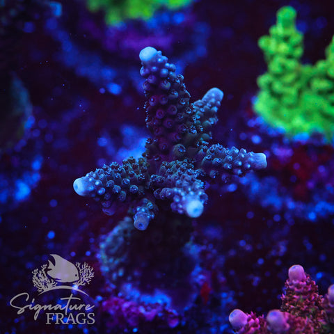 Blue Stag