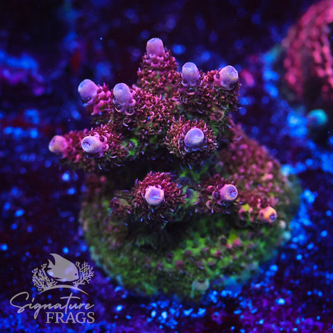 Pink Coralite Table