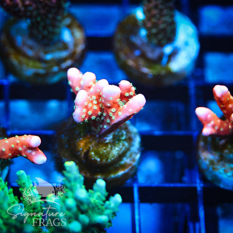 Tropicana Anacropora
