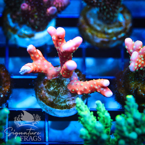 Tropicana Anacropora