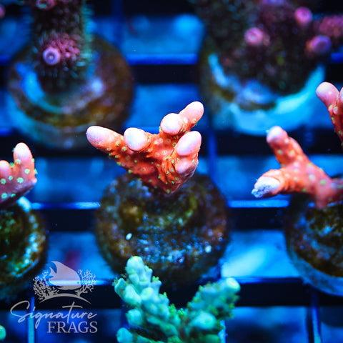 Tropicana Anacropora