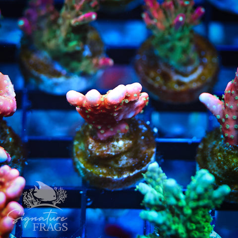Tropicana Anacropora