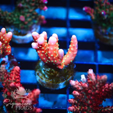 Tropicana Anacropora