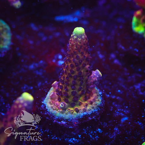 RAH Rainbow Mango