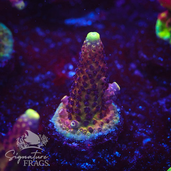 RAH Rainbow Mango