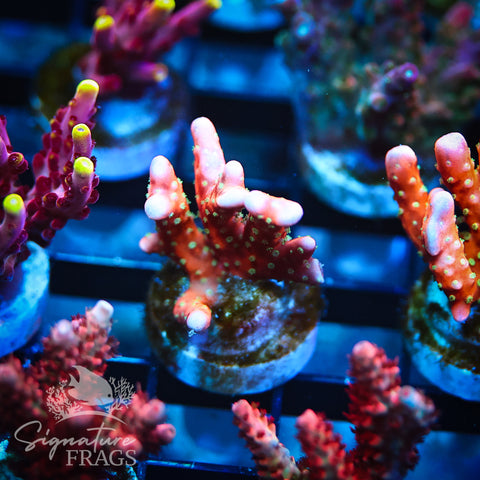 Tropicana Anacropora