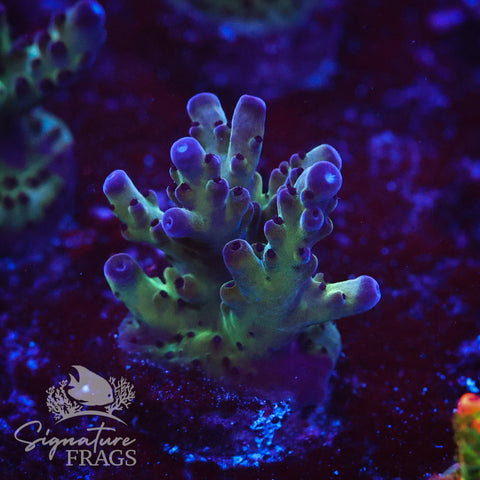Frostbite Granulosa