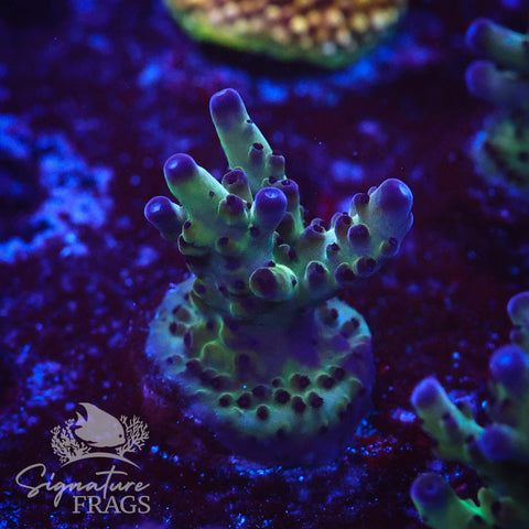 Frostbite Granulosa