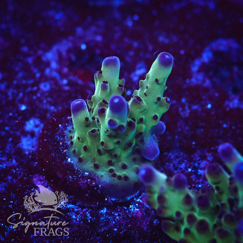 Frostbite Granulosa