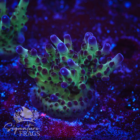 Frostbite Granulosa