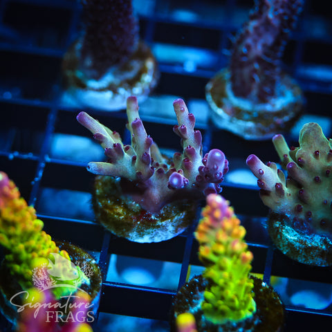 Ultimate Rainbow Granulosa
