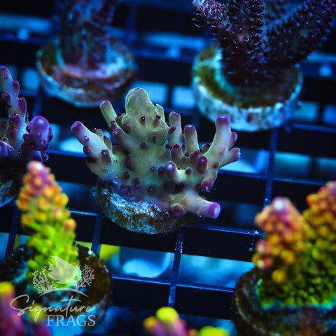 Ultimate Rainbow Granulosa