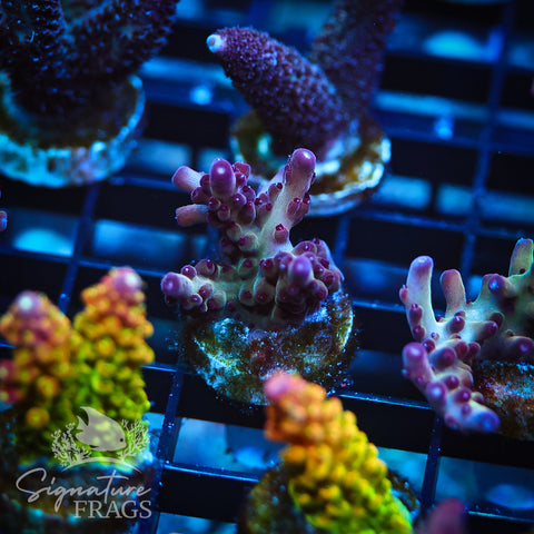 Ultimate Rainbow Granulosa