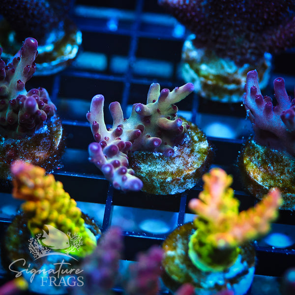 Ultimate Rainbow Granulosa