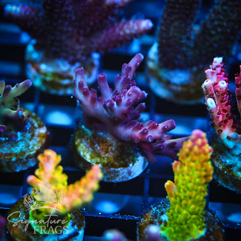 Ultimate Rainbow Granulosa