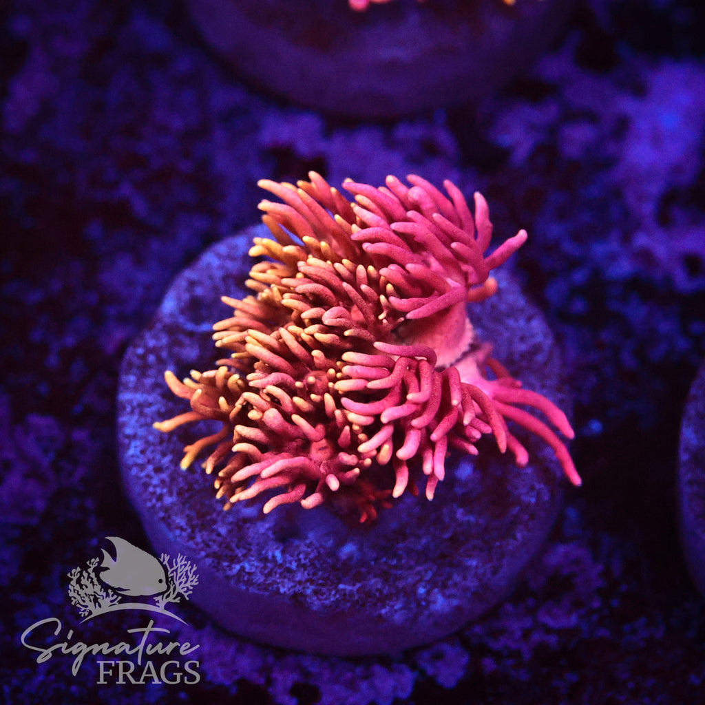 Firebright