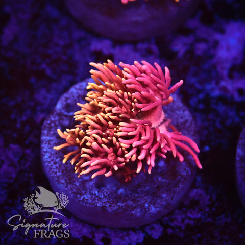 Firebright