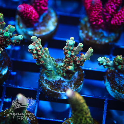 Rainbow Divaricata