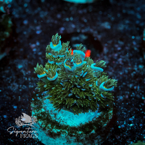 Yellow Polyp