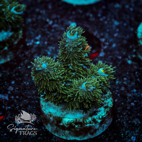 Yellow Polyp