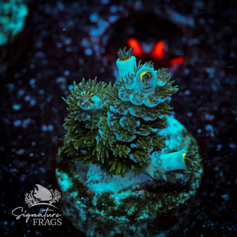 Yellow Polyp