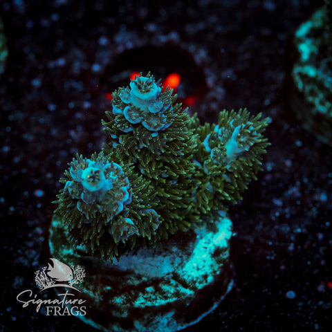 Yellow Polyp