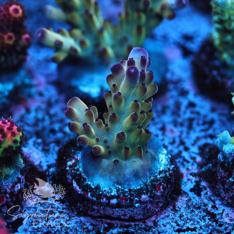 Ultimate Rainbow Granulosa – Signature frags