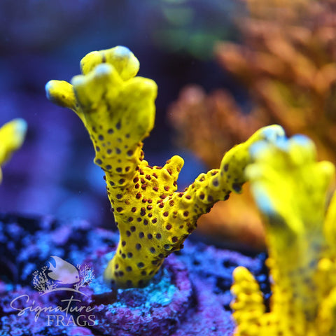 Slimeball Anacropora – Signature frags