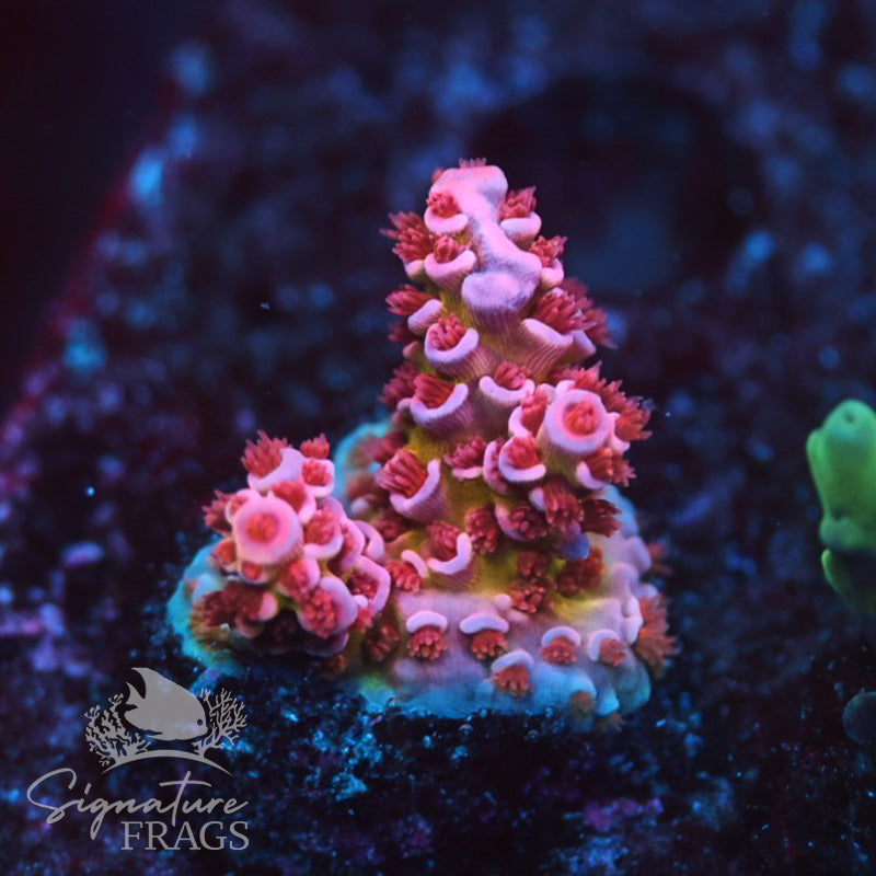 Acropora Page 7 Signature frags