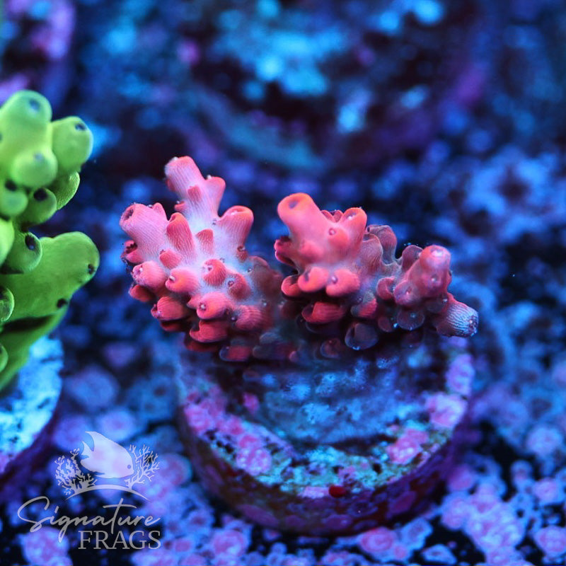 Neon Pink Table