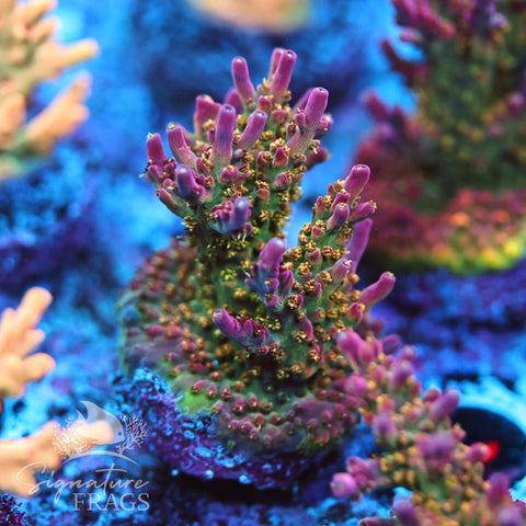 Rainbow Fields – Signature Frags