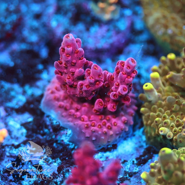 French Tickler – Signature frags