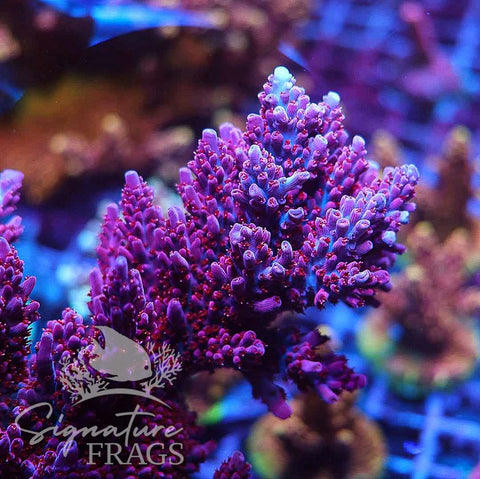 French Tickler – Signature frags