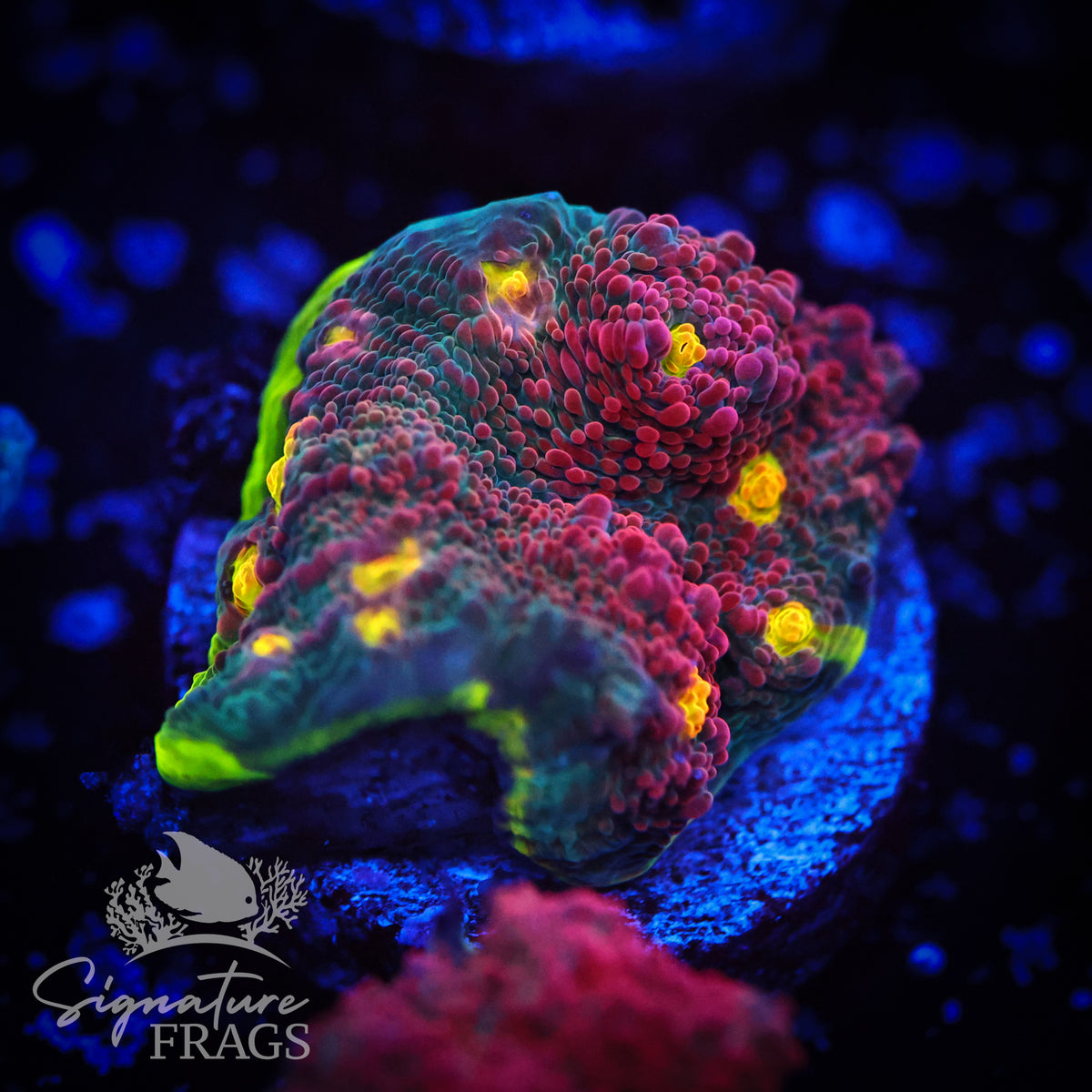 4 Colour Watermelon Chalice