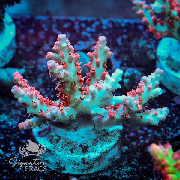 Cinderella Acropora WYSIWYG frag 1