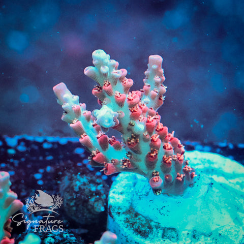 Cinderella Acropora WYSIWYG frag 2