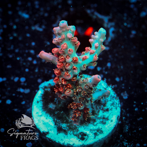 Cinderella Acropora WYSIWYG frag 3