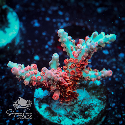 Cinderella Acropora WYSIWYG frag 4