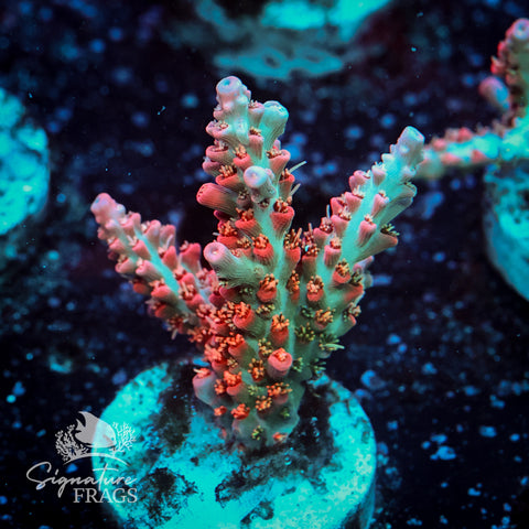 Cinderella Acropora WYSIWYG frag 5
