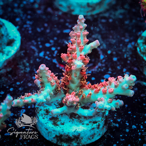 Cinderella Acropora WYSIWYG frag 6