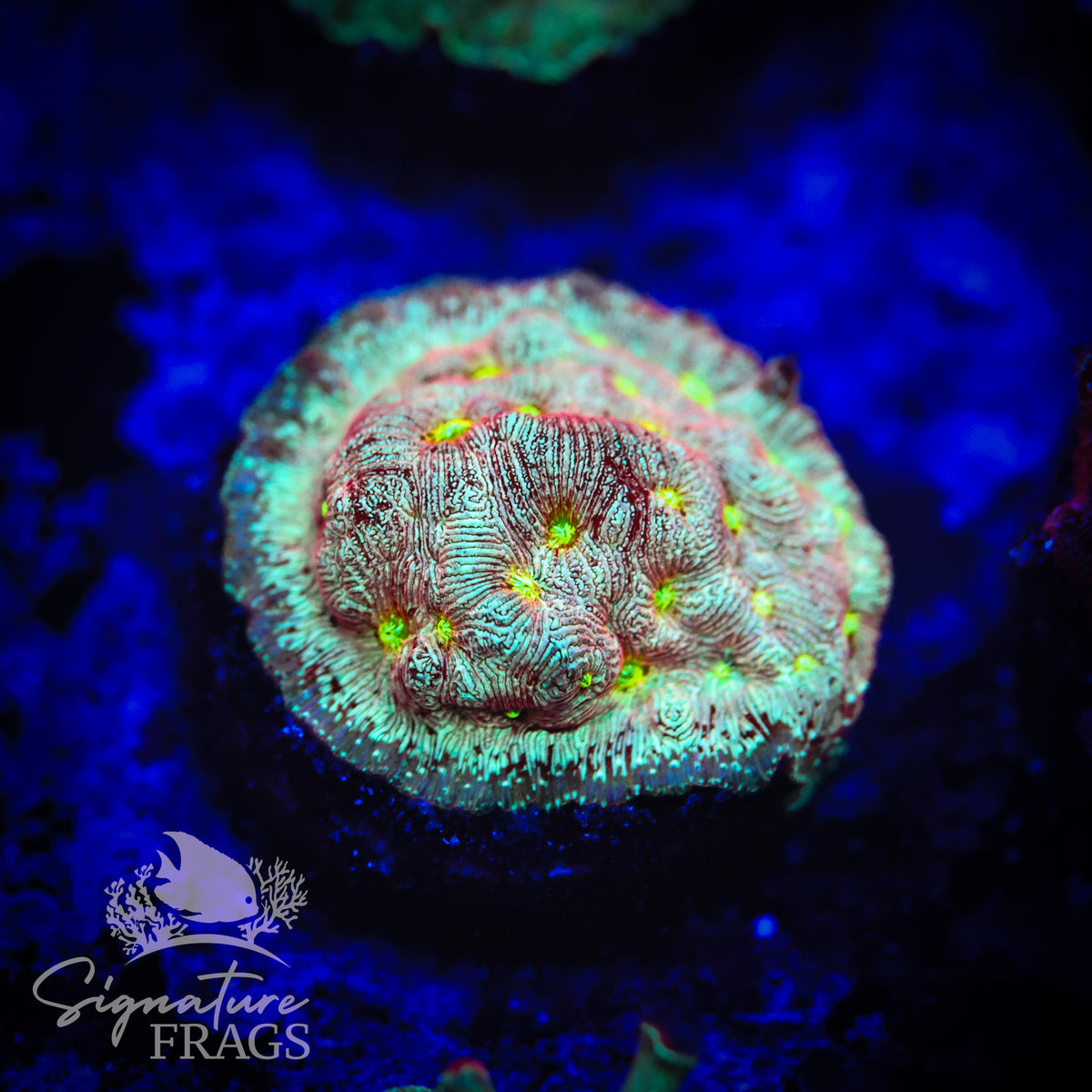 Acid Rain Leptoseris