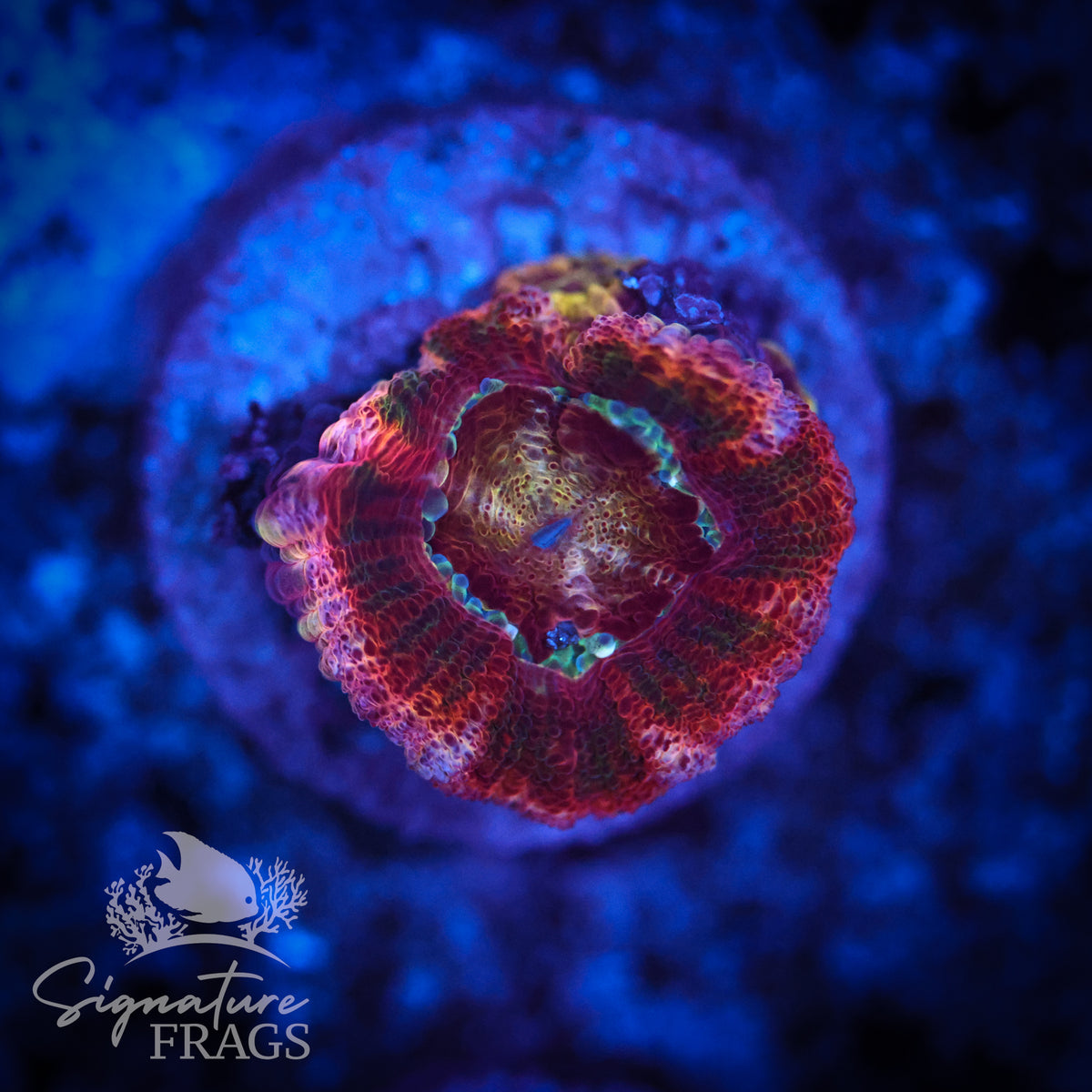 Adonis Micromussa Lord (Acan Lord)