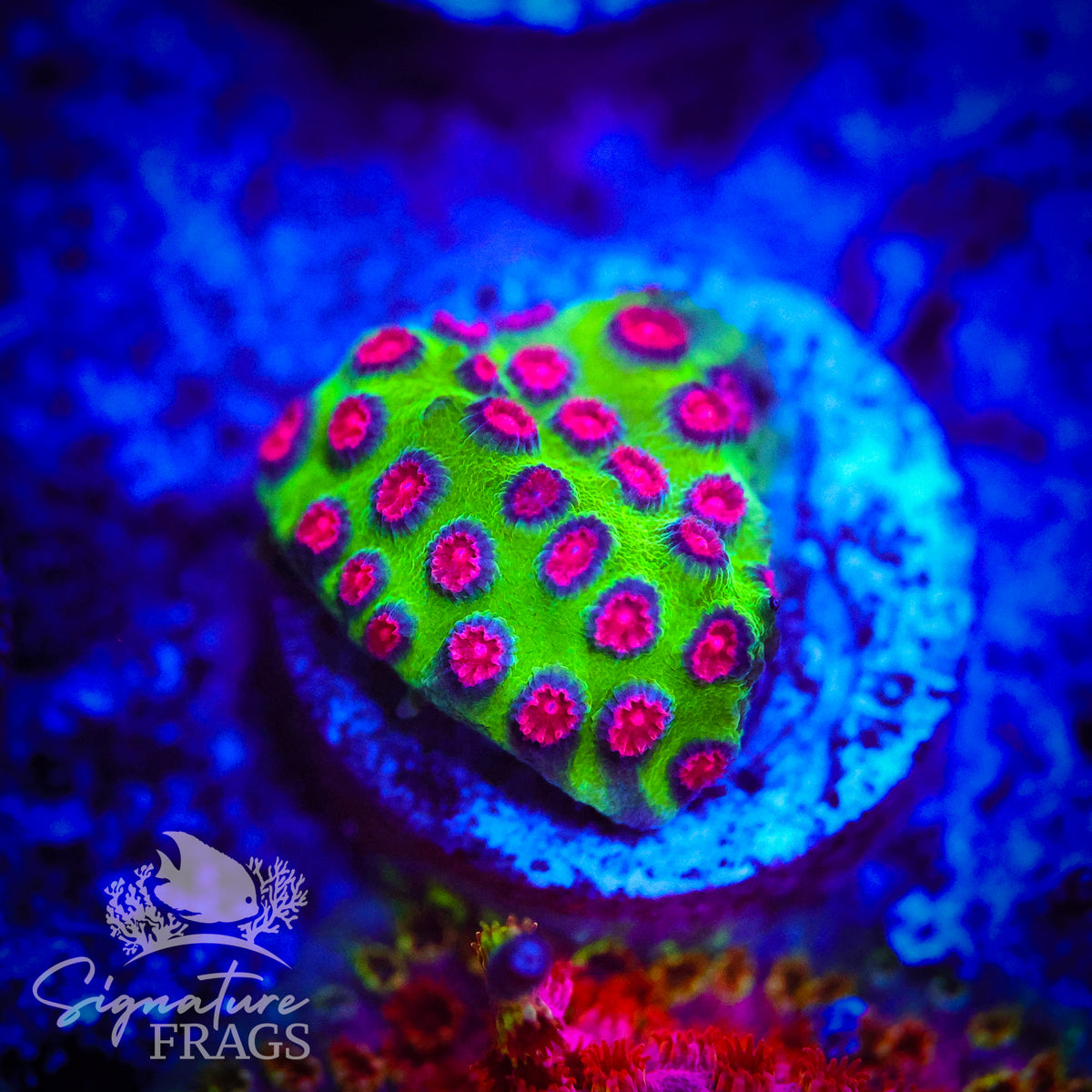 Alien Pox Cyphastrea