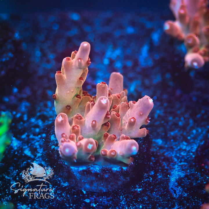 Apollo Granulosa