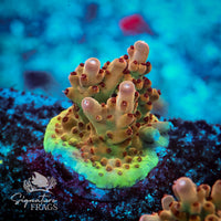 Frag 2